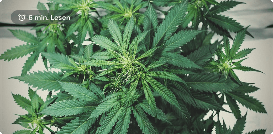 Cannabis Bloom Boosters DE